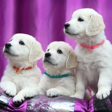 Three, puppies, Labrador Retriever, Dogs