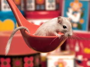 ladle, Kitchen, Gerbil