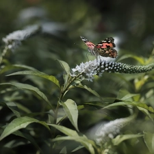 Flowers, Buddleia, Painted Lady, White, butterfly