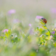 grass, ladybird, blurry background, Flowers