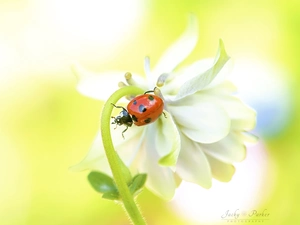White, ladybird, Close, Colourfull Flowers