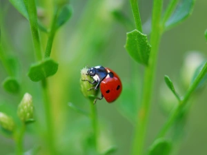 ladybird, Close