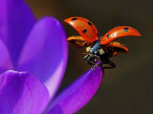 ladybird, crocus
