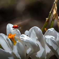 ladybird, White, crocuses