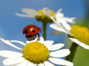 ladybird, daisies