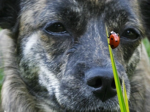 dog, grass, Meadow, ladybird