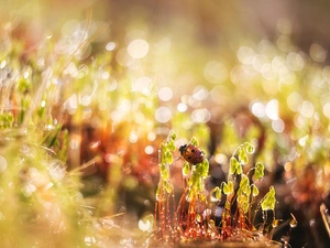 ladybird, Plants, drops