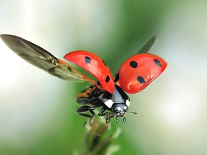 ladybird, flight