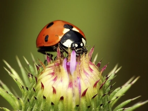 ladybird, Colourfull Flowers