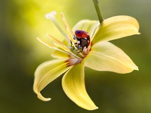 Colourfull Flowers, Lily, ladybird, Yellow Honda