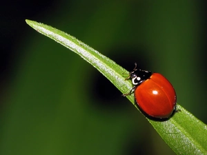 ladybird, leaf