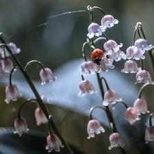 ladybird, Flowers, lilies