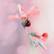 rapprochement, Colourfull Flowers, ladybird