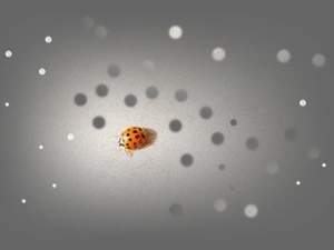 ladybird, Spots