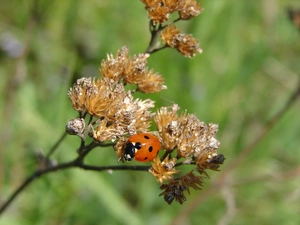 ladybird, twig