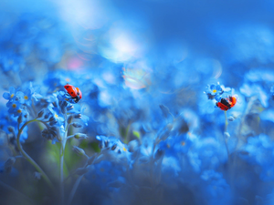 Two, ladybugs, Flowers, Forget, Blue