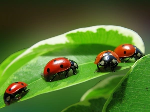 four, Green, leaf, ladybugs