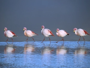 Flamingos, Laguna, Bolivia, The wading
