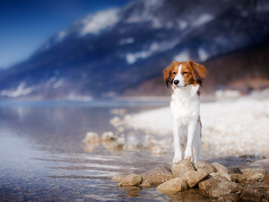 lake, Stones, Alpine Dutch, Mountains, dog