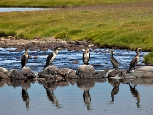 cormorants, rocks, Meadow, lake