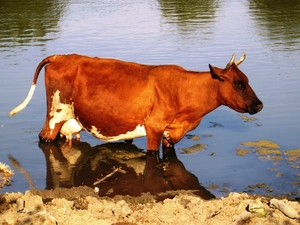 Cow, coast, reflection, lake