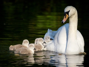 lake, Swan, Family