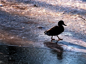 lake, duck, frozen