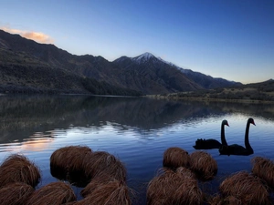 lake, Swan, Gory