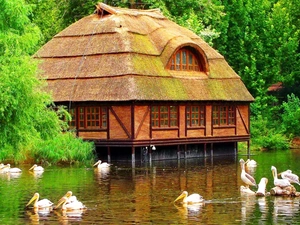 house, forest, pelicans, lake