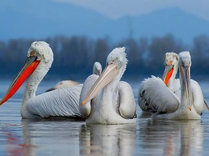 pelicans, Mountains, forest, lake