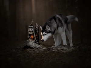 Oil Lamp, dog, Siberian Husky