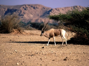 Antelope, Bushes, Mountains, land