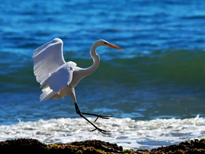 landing, heron, water