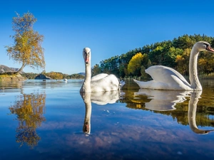 landscape, Swan, River