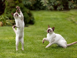 mouse, Siamese Cats, Lawn, Two cars