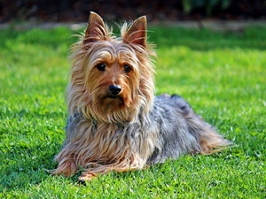 Lawn, Australian, Silky