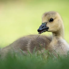 small, goose, grass, laying