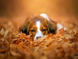 Autumn, Leaf, Alpine, Dutch, dog