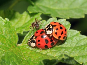 Leaf, ladybugs, ant