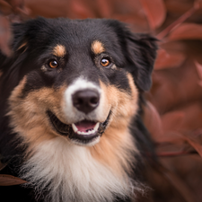 dog, muzzle, Leaf, Australian Shepherd