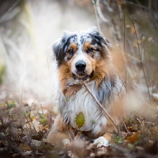 Plants, Australian Shepherd, Leaf