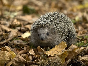 Leaf, hedgehog, autumn