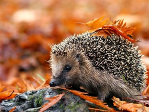 Leaf, hedgehog, Autumn