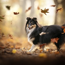 dog, Leaf, autumn, shetland Sheepdog