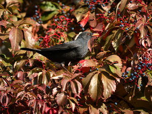 blueberries, Leaf, Blackbird, Twigs, Bird