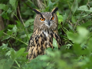 owl, Leaf, blur, eagle-owl