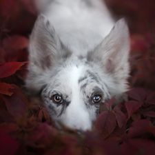 dog, muzzle, Leaf, Border Collie