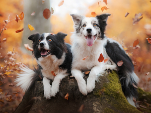 Dogs, trunk, Leaf, Border Collie