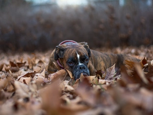 Leaf, dog, boxer