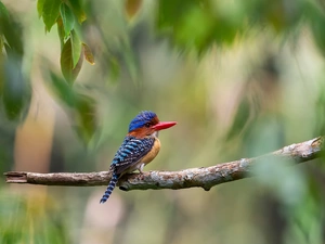 Leaf, kingfisher, branch